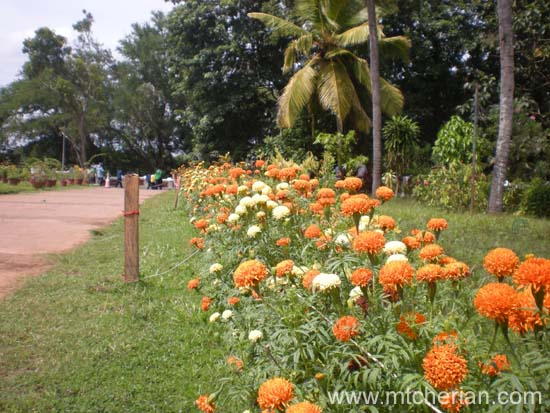 marigold flowers