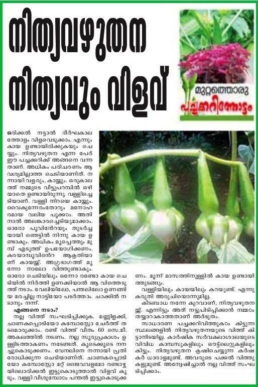 clove beans nithyavazhutana